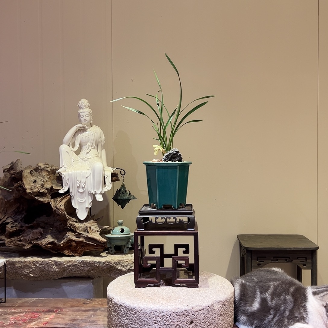 大部分花苞少量开放白梅