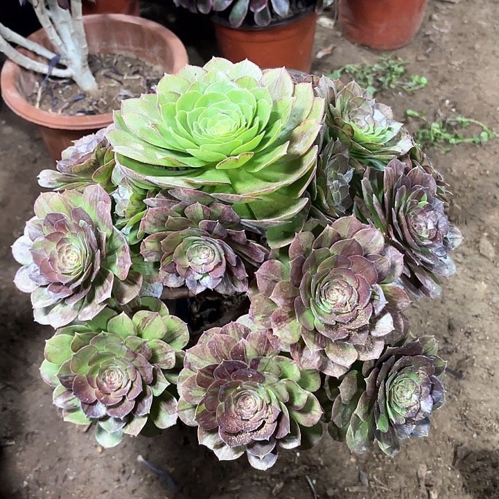 多肉植物花月夜61