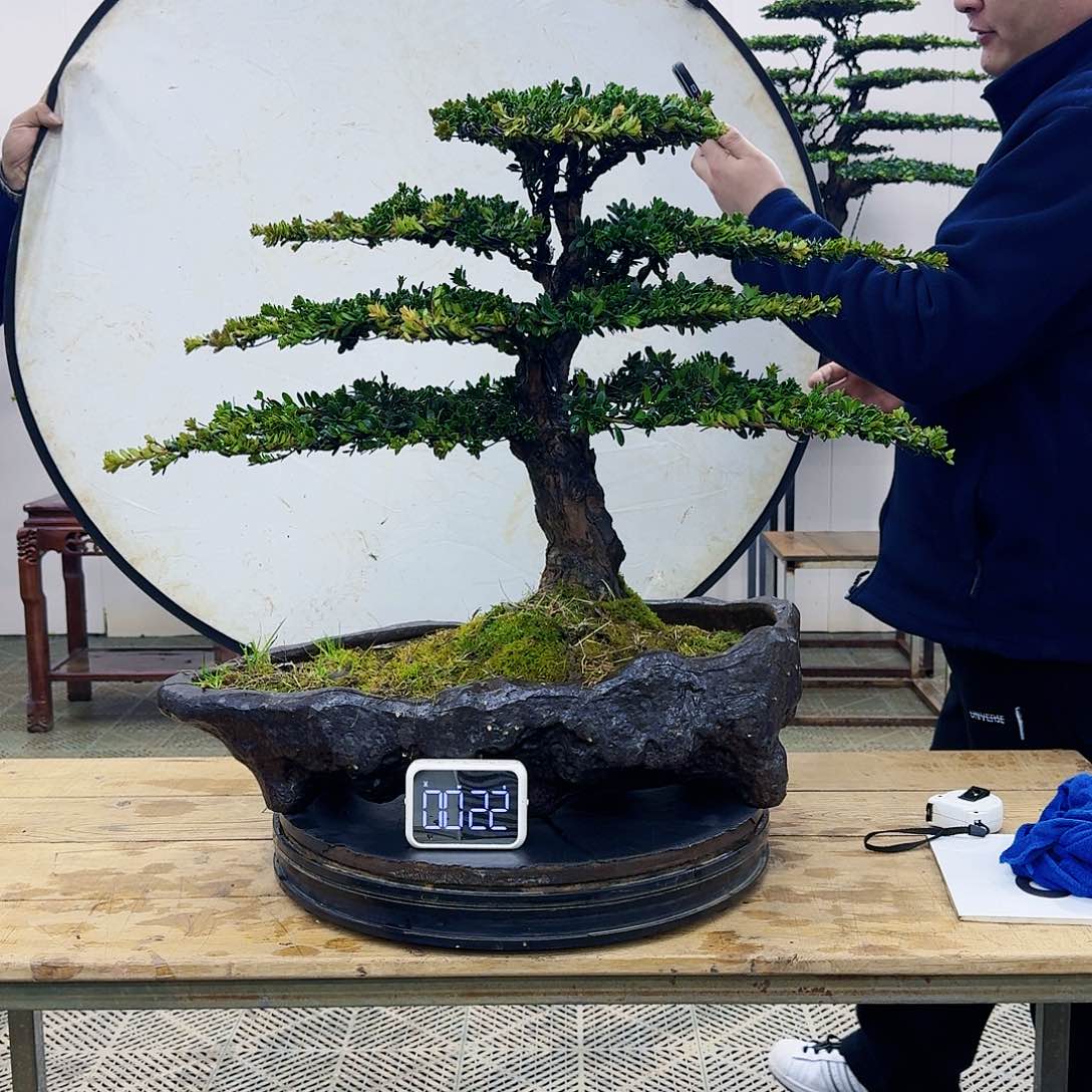 盆景珍珠红芽罗汉松