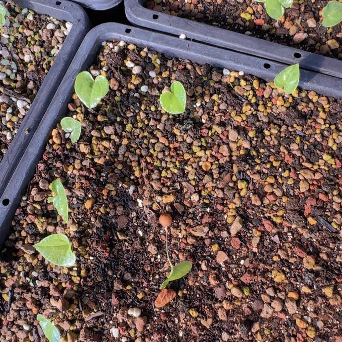 块根植物块根植物