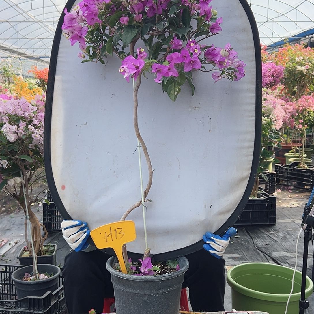 未***名大部分花苞少量开放H13雪紫