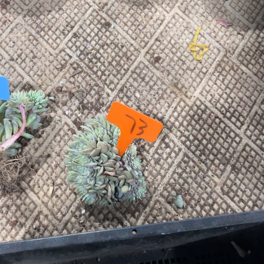 妮***可星影缀化多头群生73