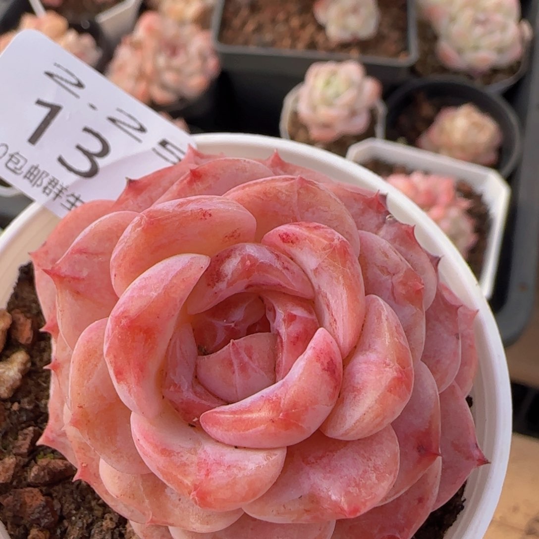 草莓冰魄单头一颗脱土