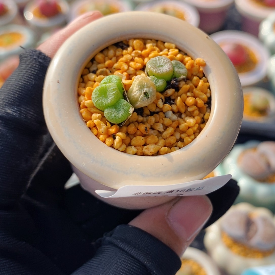 5093--一物一拍 带盆 蜜枣