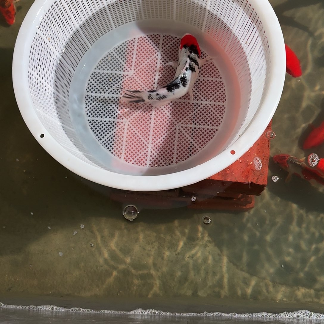 蛋***挞锦鲤锦鲤活体好养耐活观赏鱼锦鲤