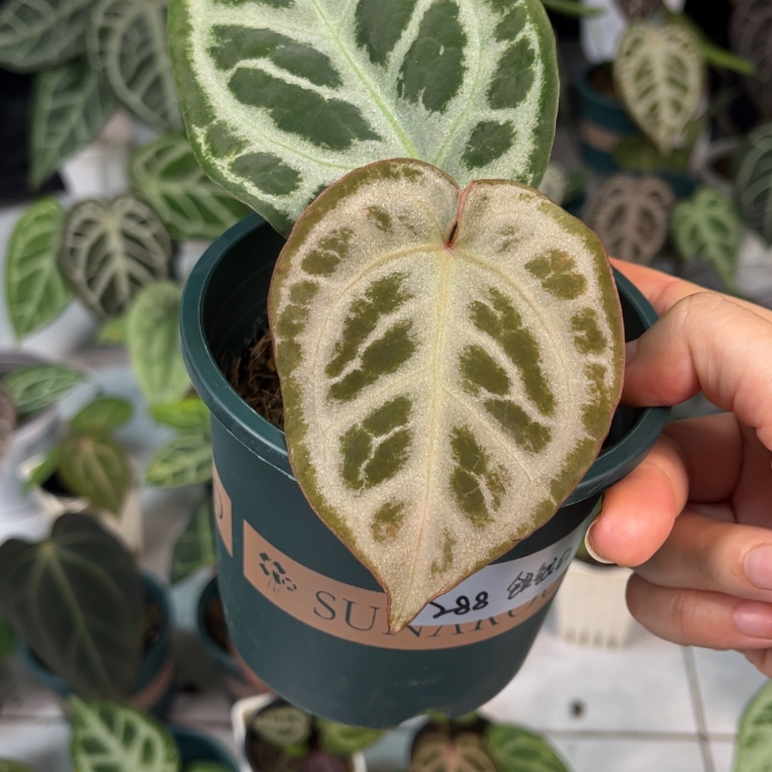 无花朵013 Skg银X银红