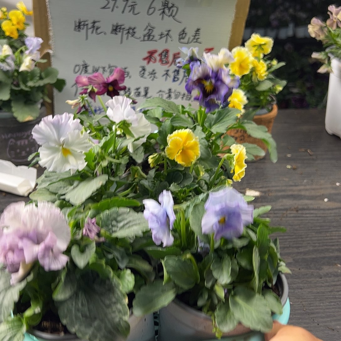 大部分花苞少量开放408号