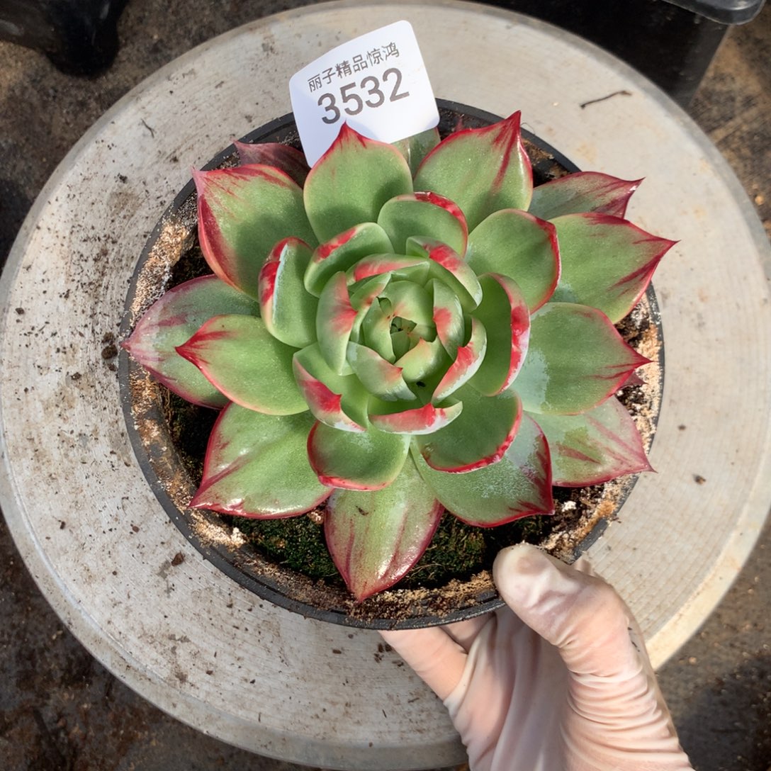 3532一物一拍14厘米外翻