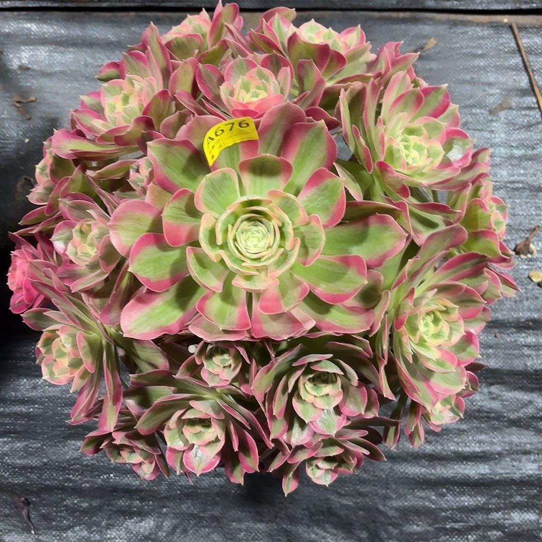 冯女郎法师多肉植物676