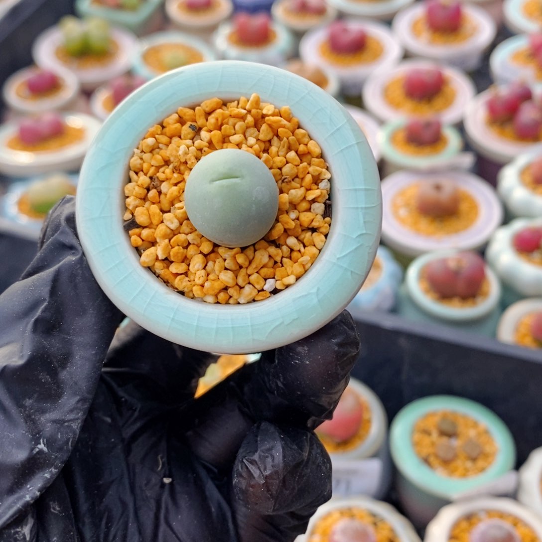 4978--一物一拍 带盆