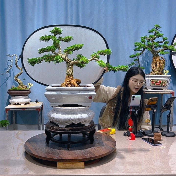 无花朵广东皱皮雀舌黄杨