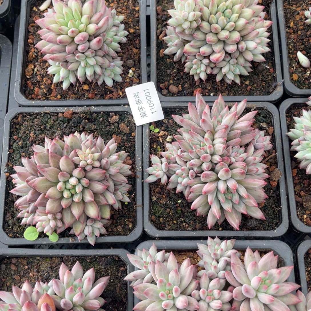 流沙虞美人多肉植物01号
