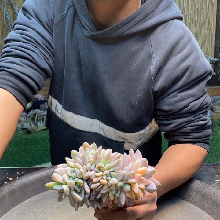 ღ***美762号淡雪多肉植物