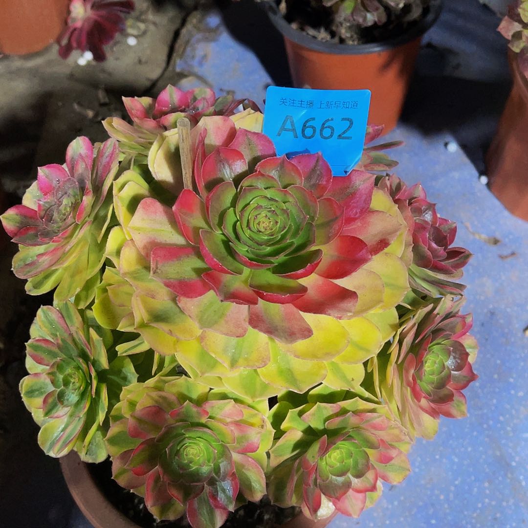 雨**露雨河662福利