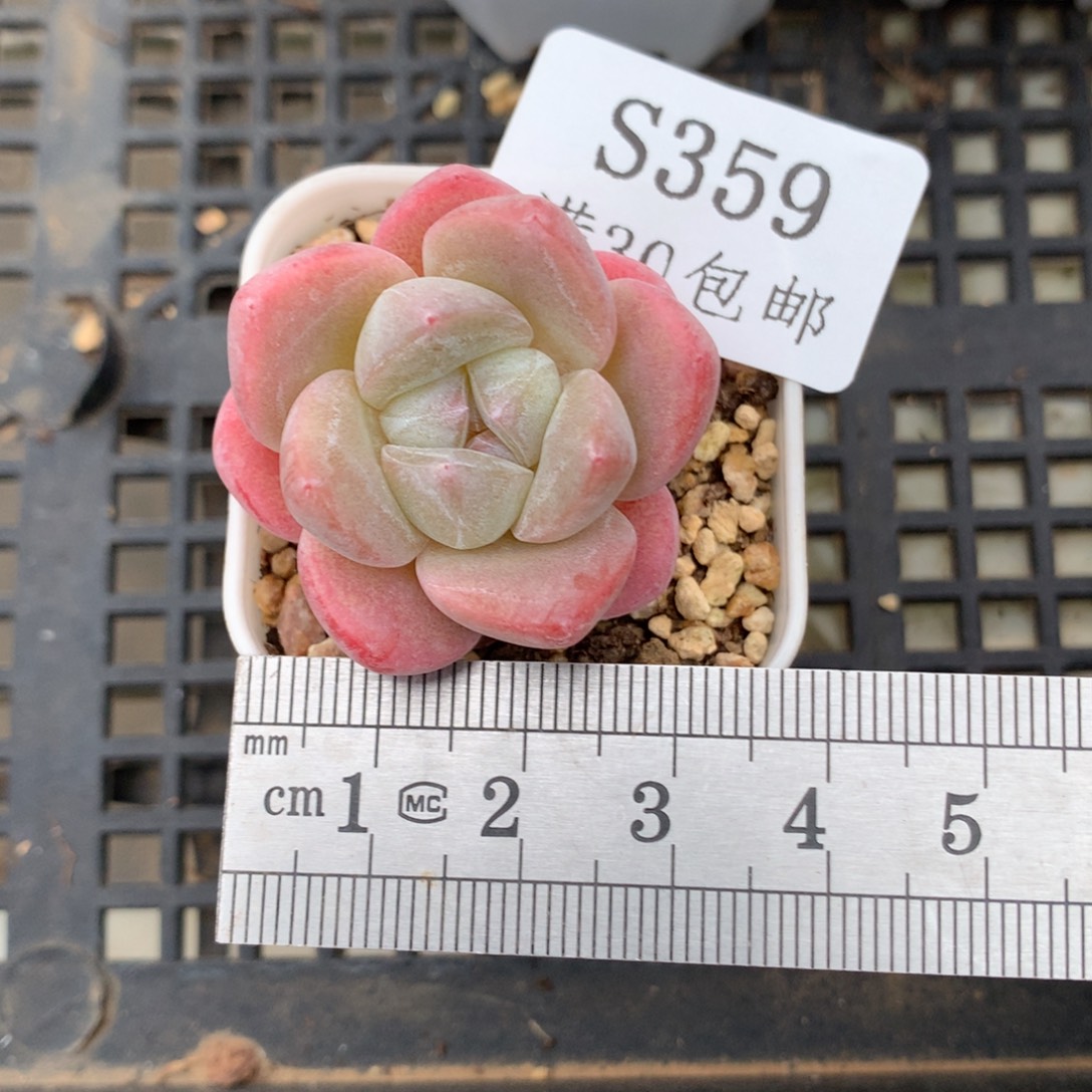 359圆滚滚冰玉冠服3.5