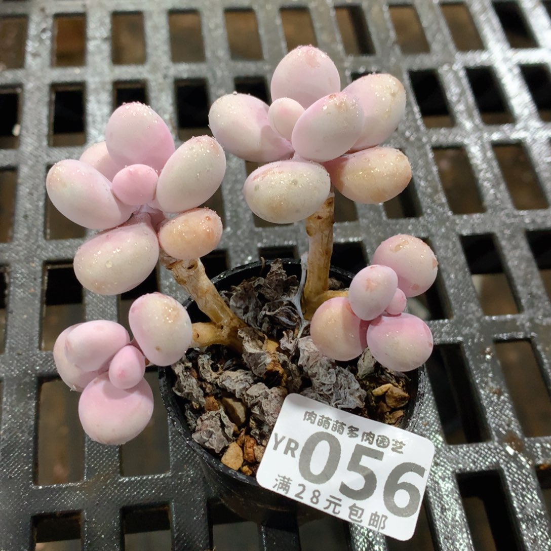 肉萌萌拇指盆精控多肉YR056