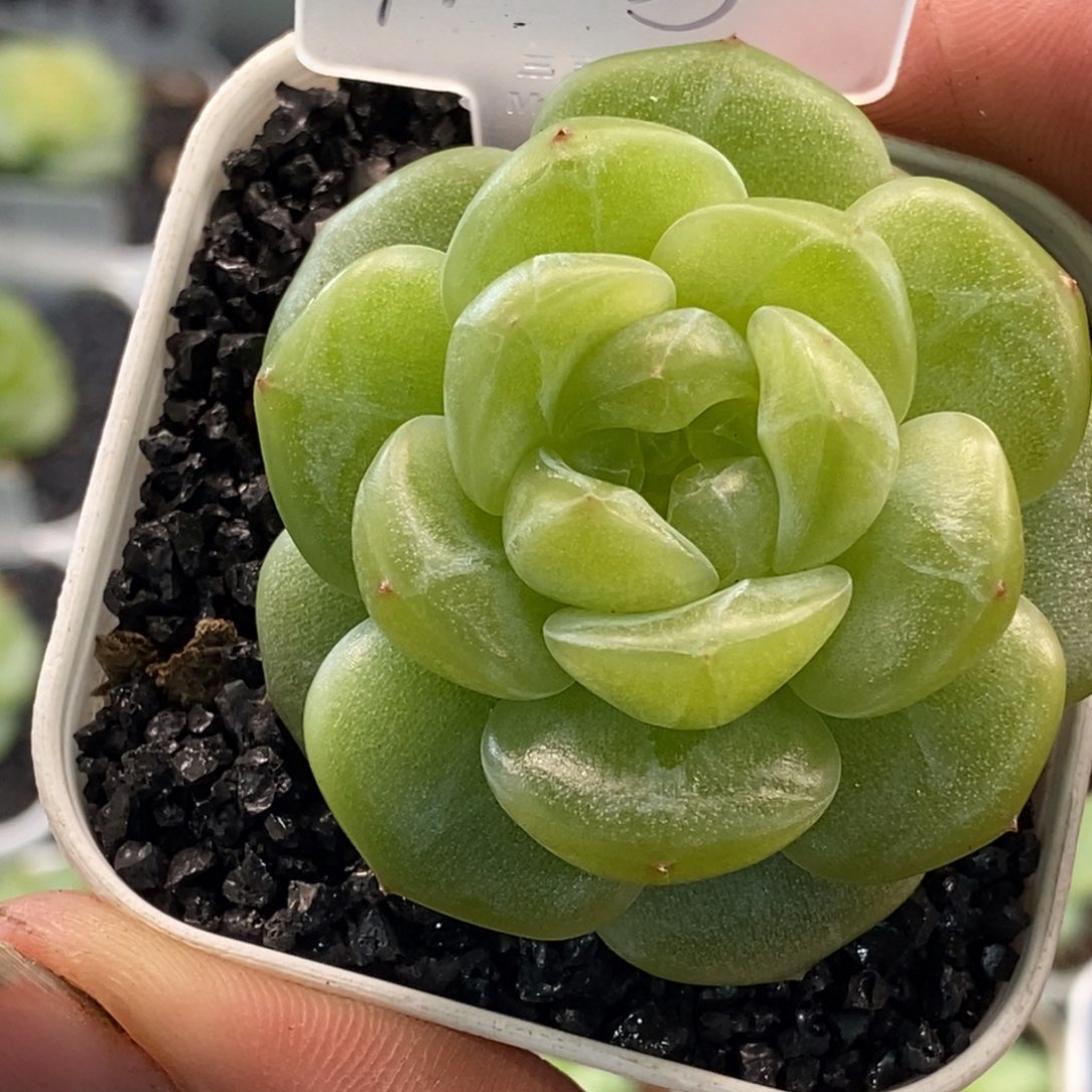 吱***吱新品发布会专拍链接