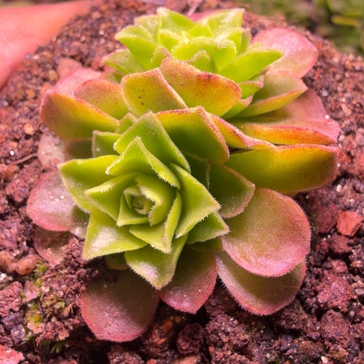 HD628  玫瑰  飞天惊鸿  