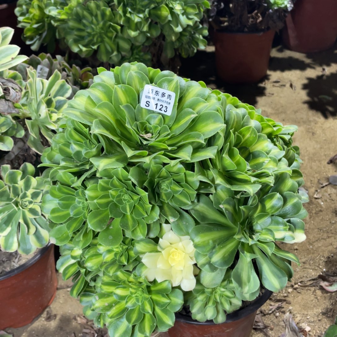 123翡翠多肉法师断枝不包