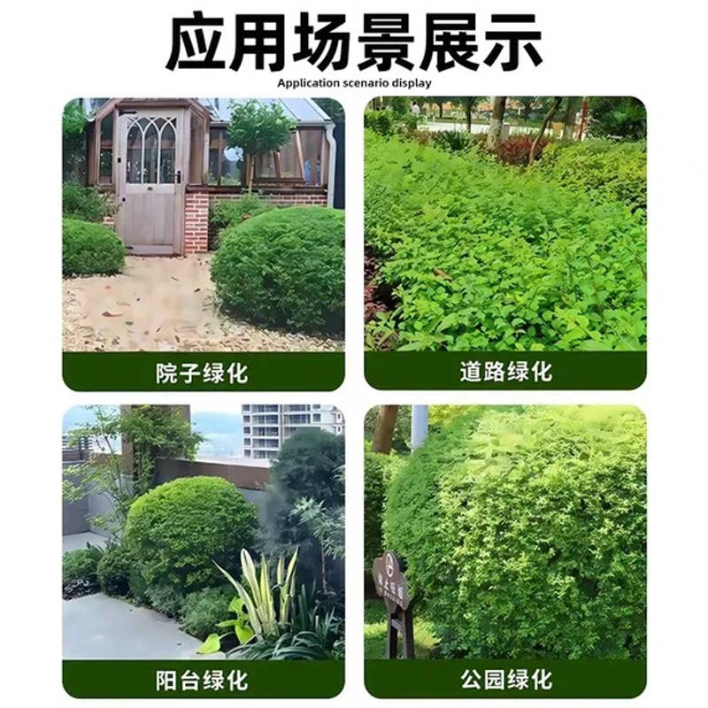 瓜子黄杨球冬青球放漏中！