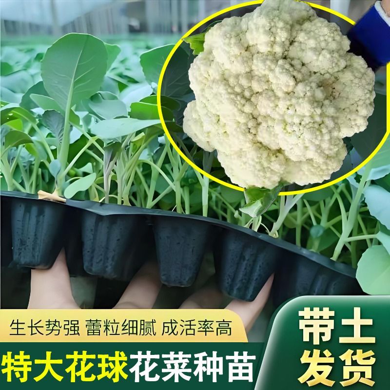 有机青梗白花菜苗四季可种适合阳台庭院小菜园种植