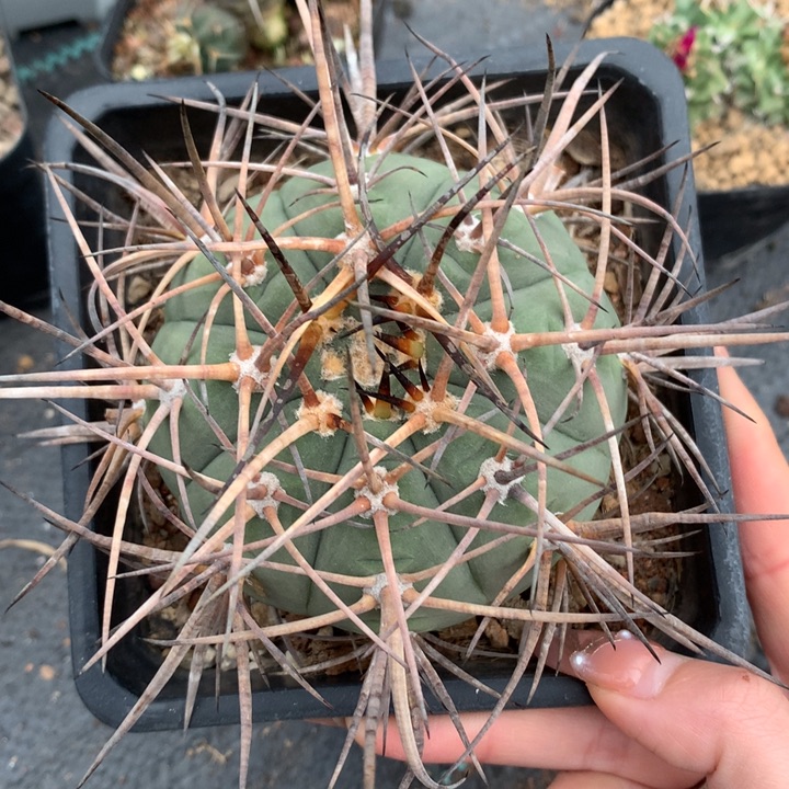 【闪购商品】自根萝卜腿