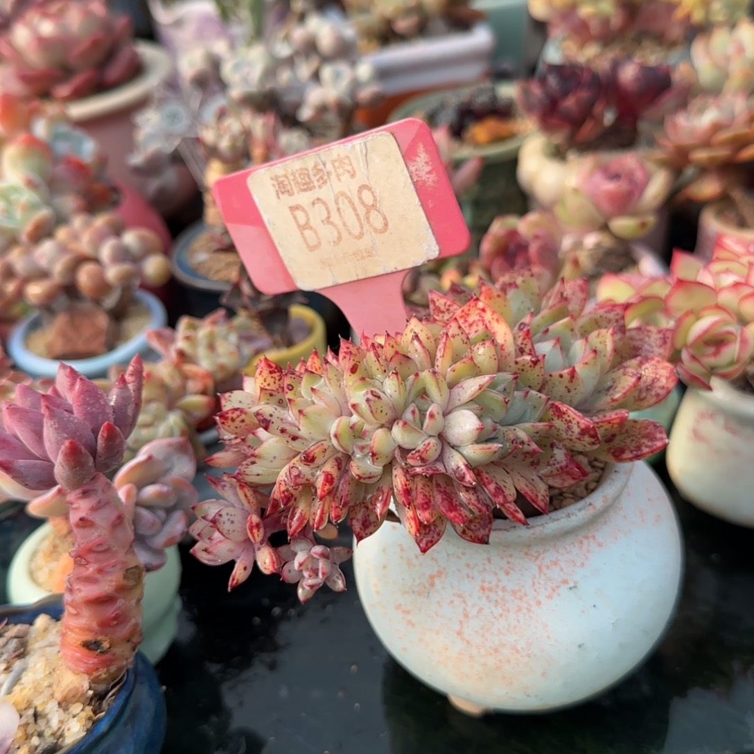 慵***懶多肉植物灰姑娘，朵朵穷老庄……