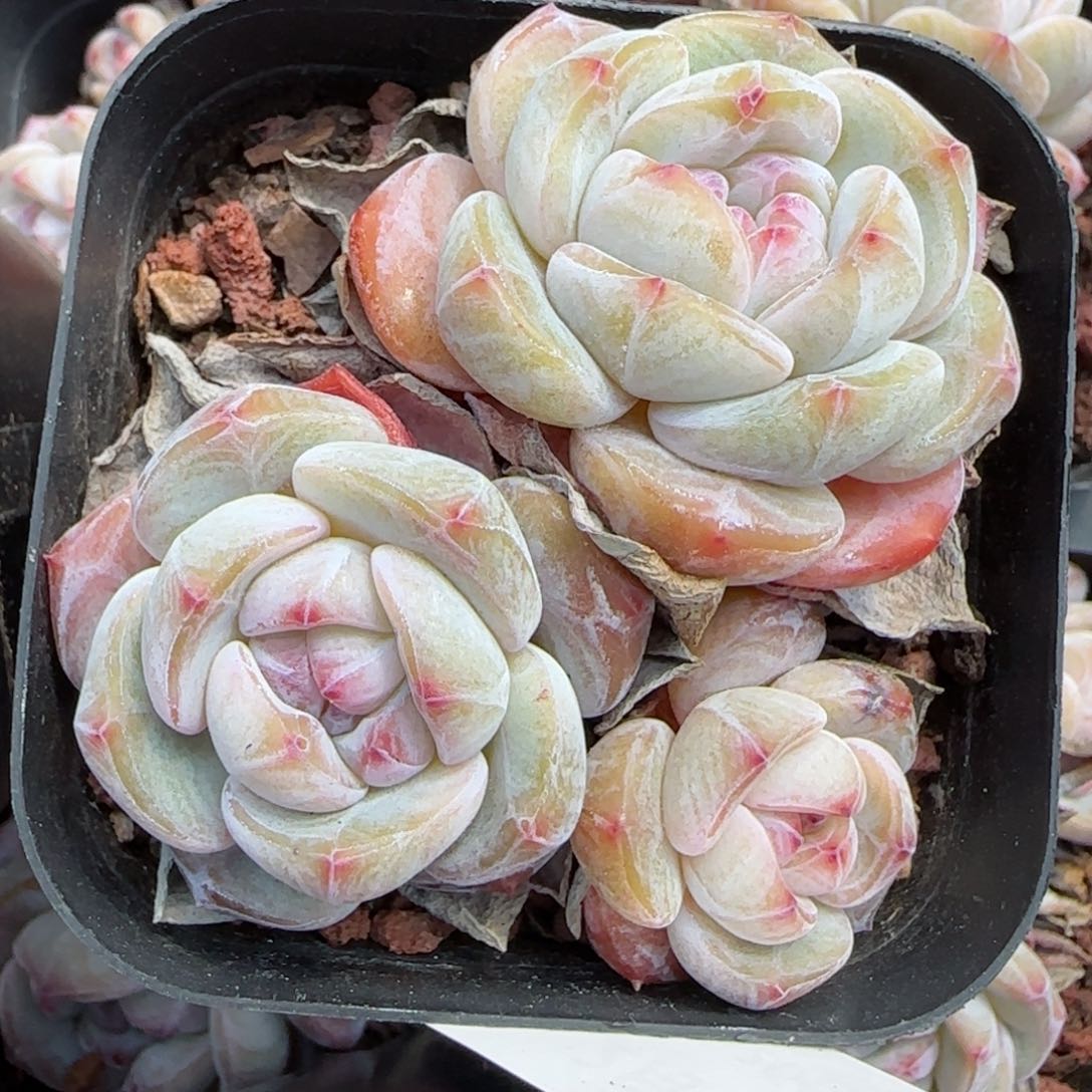 花语逸境0219-749