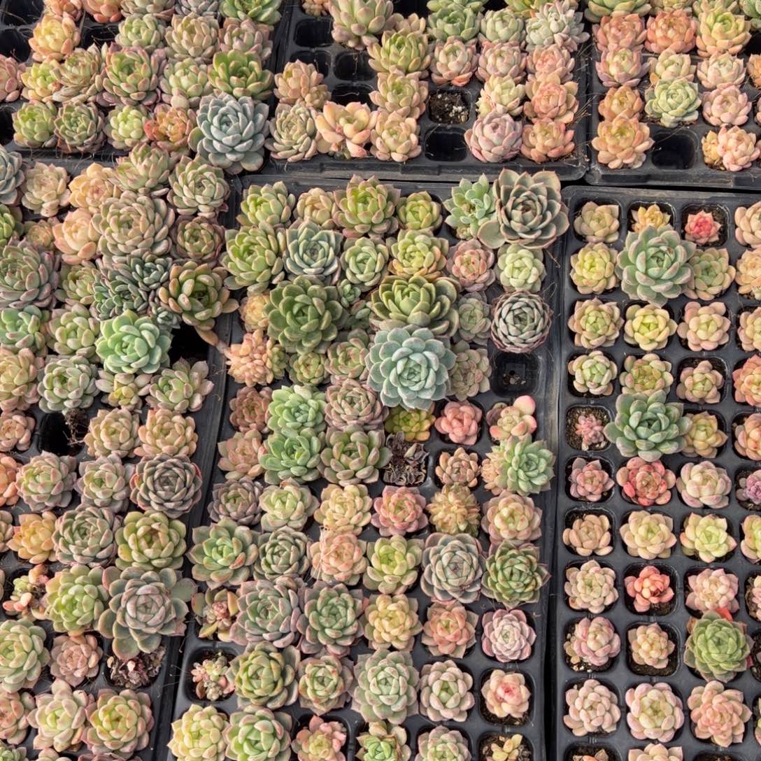 未选育珍妮一盘量拍左四18-5