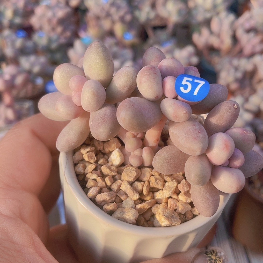 奶尖 6口盆 脱土发货