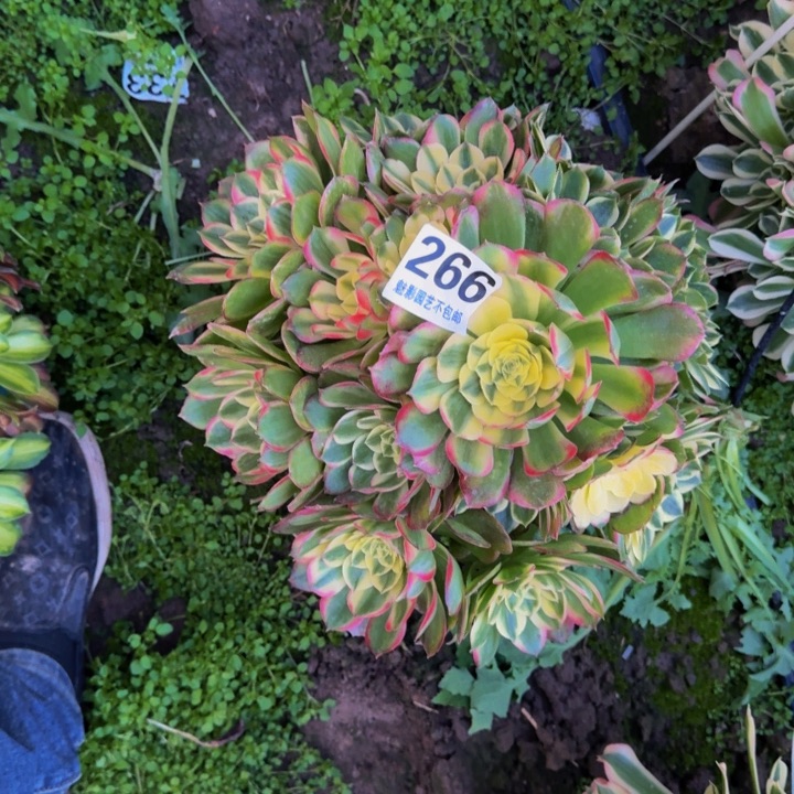 海王花27+27包邮花花