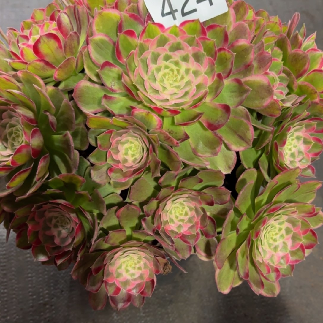 秋***月哈哈多肉葡萄努力424