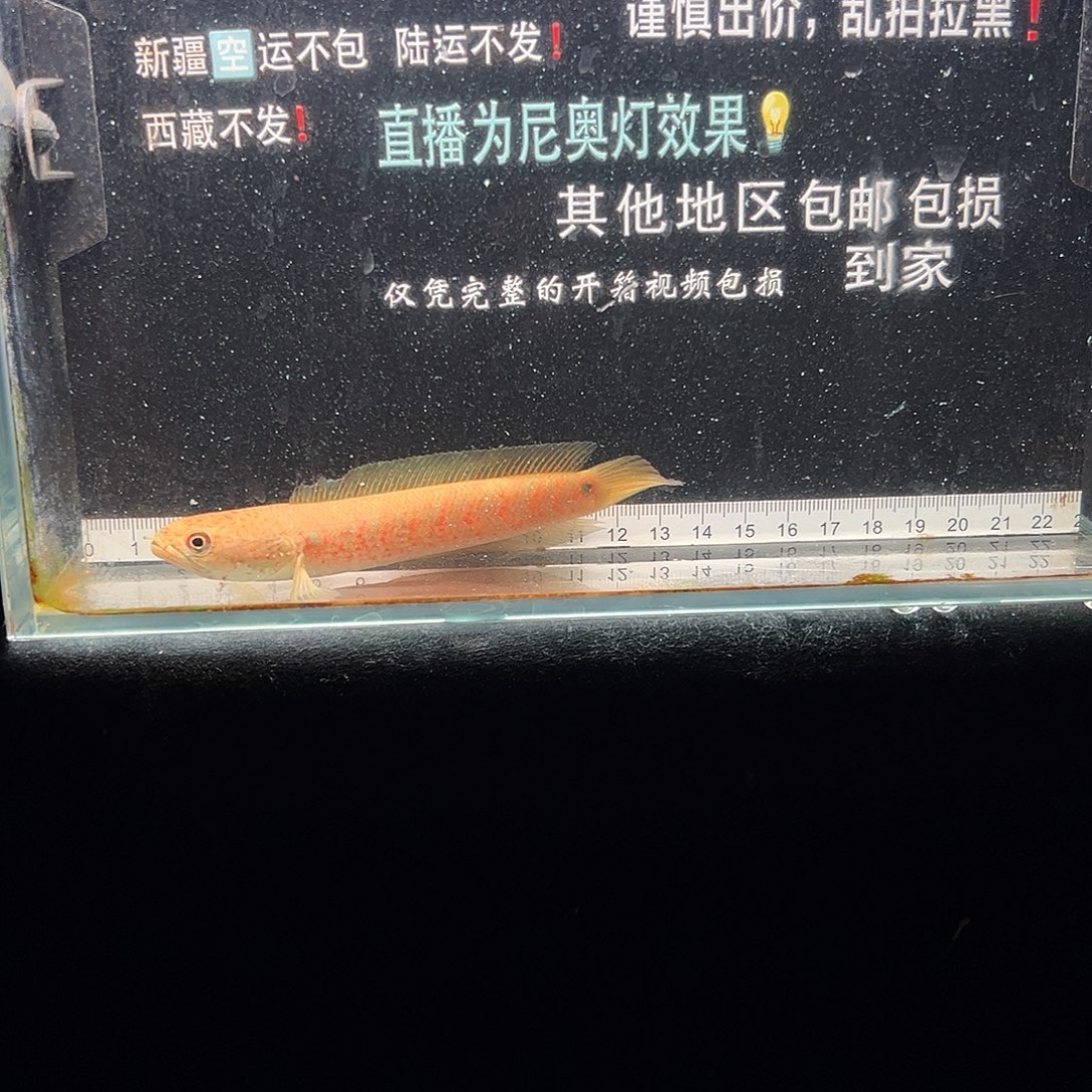 雷龙鱼七星雷龙鱼七星雷龙鱼