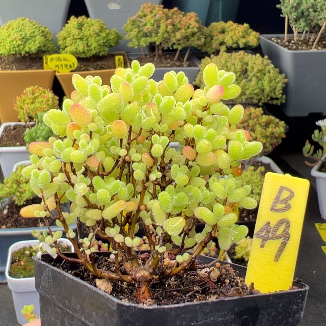 蜜橘带盆带土发货