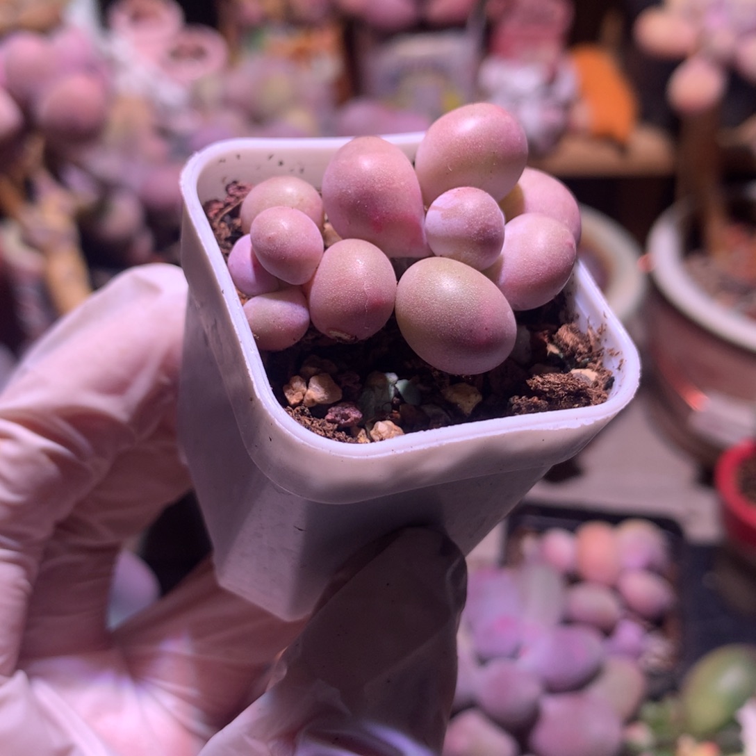 胡巴奶酪多肉 多肉锦