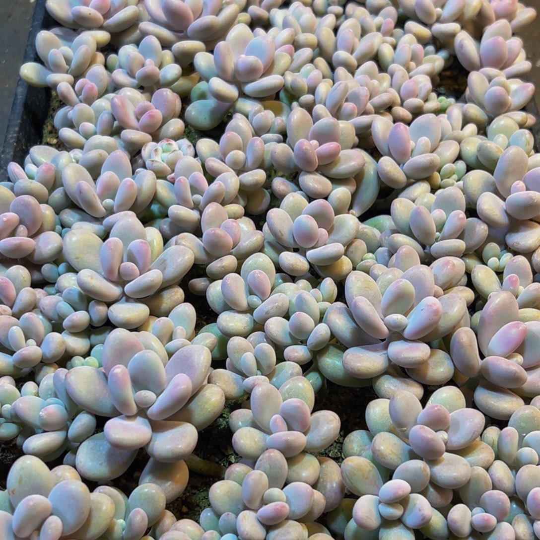 352多肉葡萄的味道是