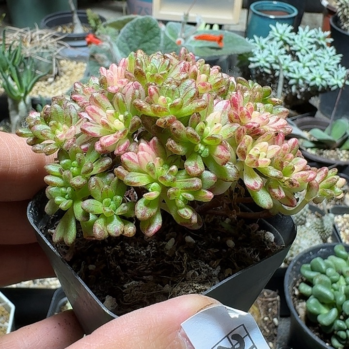 238小人祭锦带盆发货