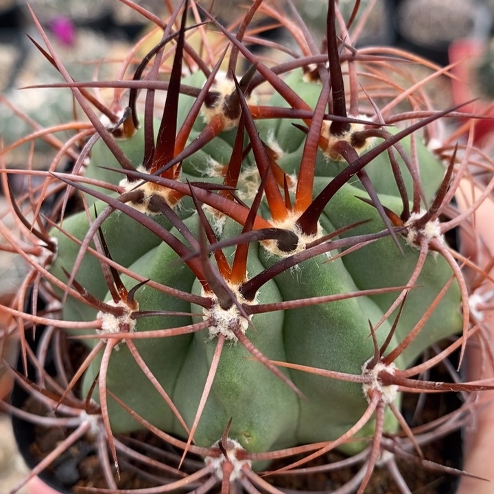 【闪购商品】590茜丸