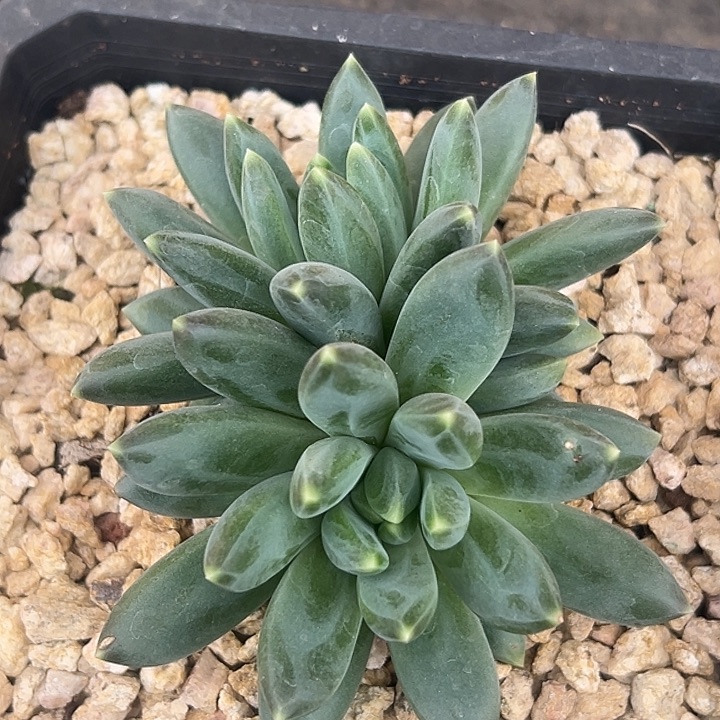 帝尔曼美人双头特价福利