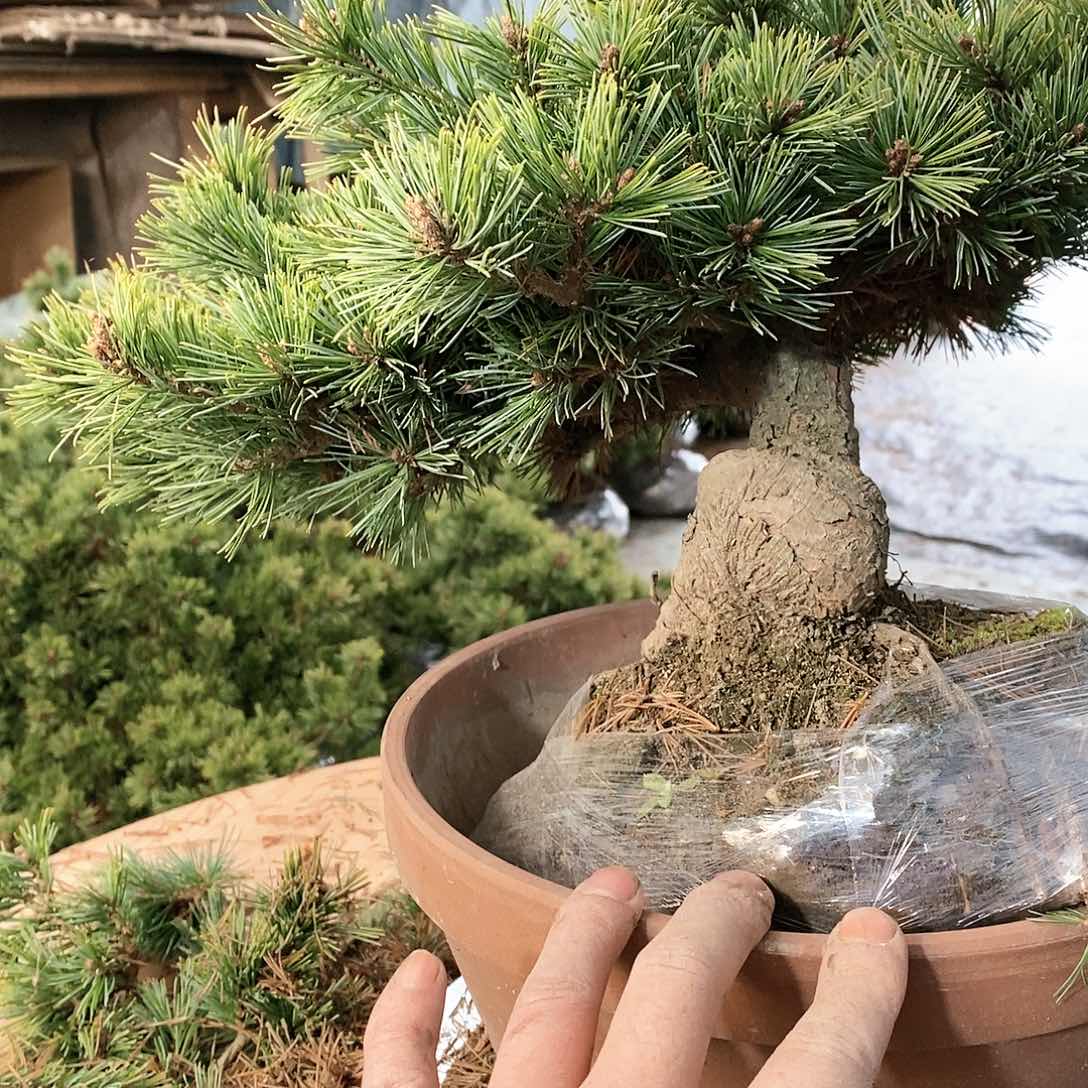【闪购商品】无花朵阿****3盆景