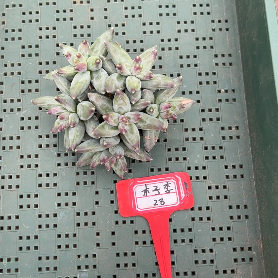 木***i木子李28。           