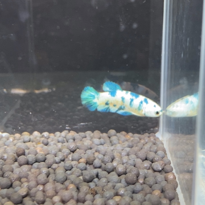 斗鱼泰国斗鱼260号