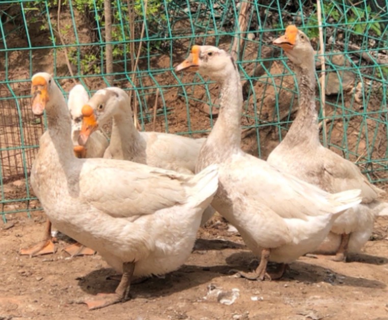 东北农家散养大鹅铁锅炖大鹅必须的灵魂主料