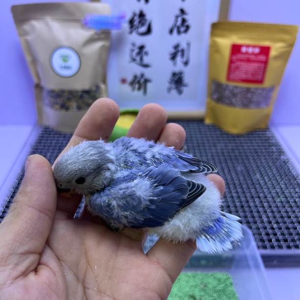 精品高纯紫闪母H67932-牡丹鹦鹉