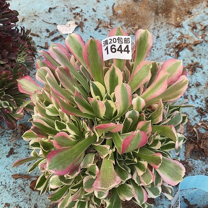 1644 一颗白凤法师多肉