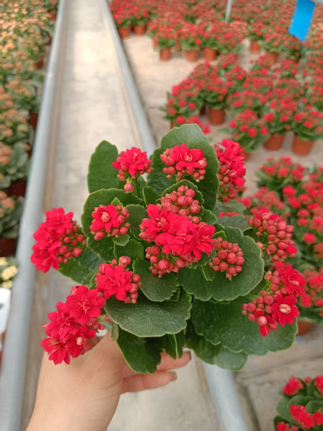 红袖，110原盆原土