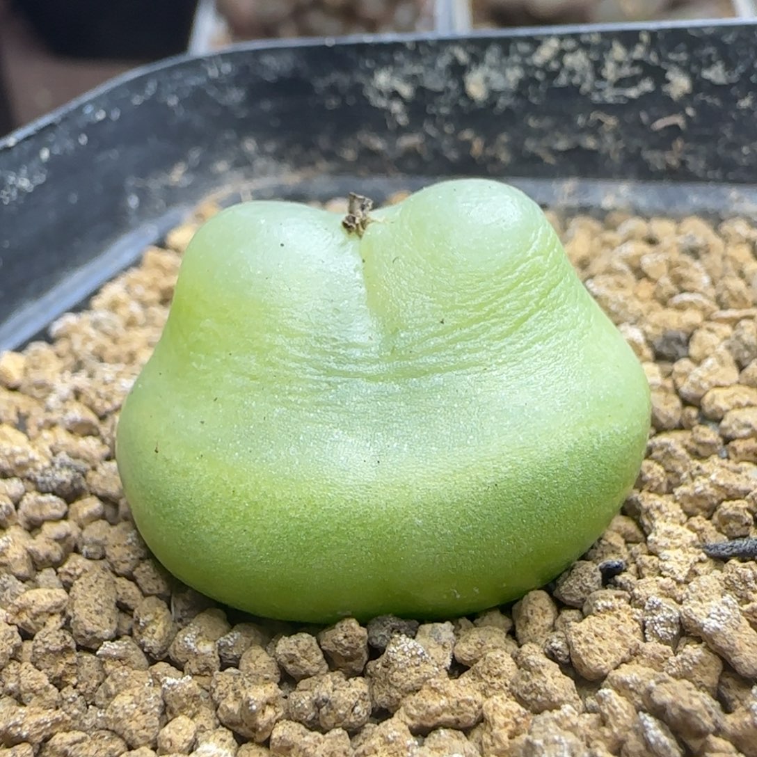 拉登2.88多肉植物917