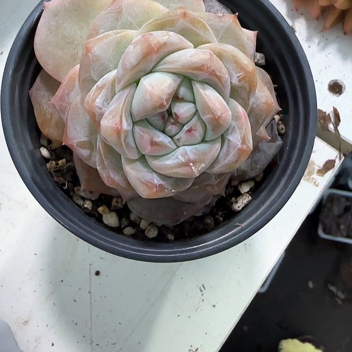 青蛙王子儿童牙膏11