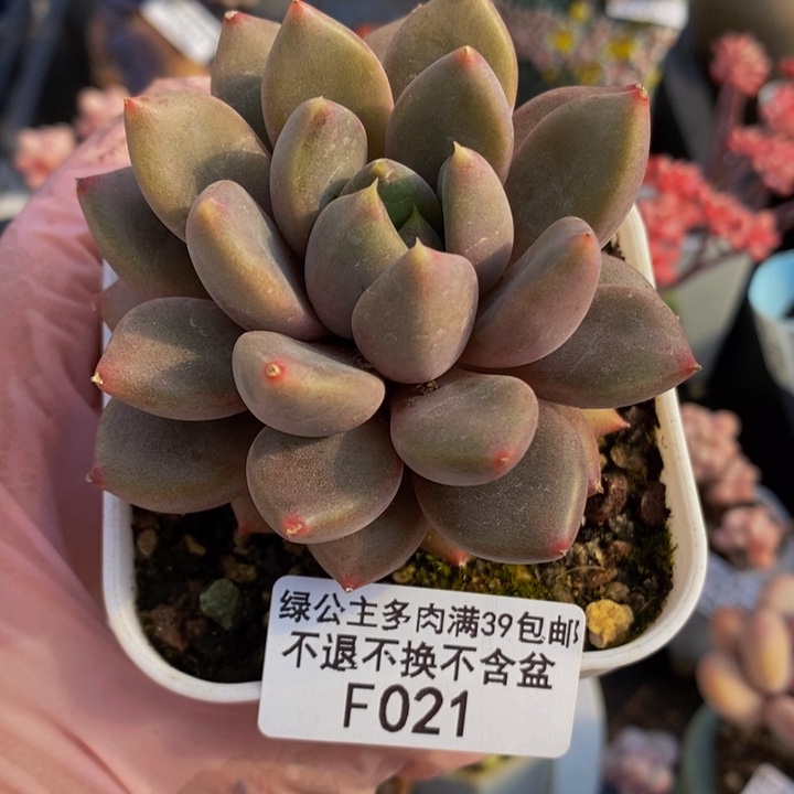 象牙奶单头021多肉植物