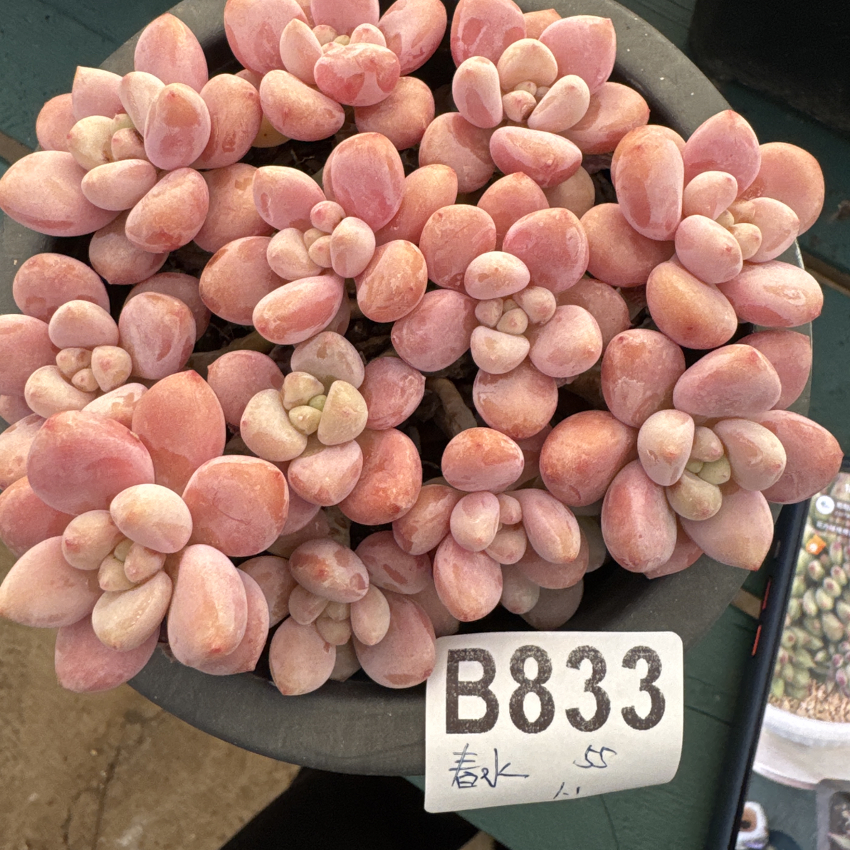 B833，春水煎茶，多肉植物洛神